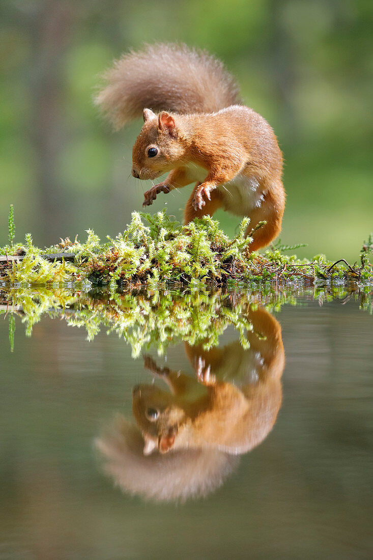 Eurasisches Eichhörnchen (Sciurus vulgaris), Schottland, Vereinigtes Königreich, Europa