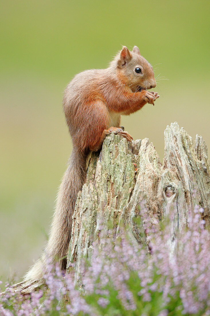 Eurasisches Eichhörnchen (Sciurus vulgaris), Schottland, Vereinigtes Königreich, Europa