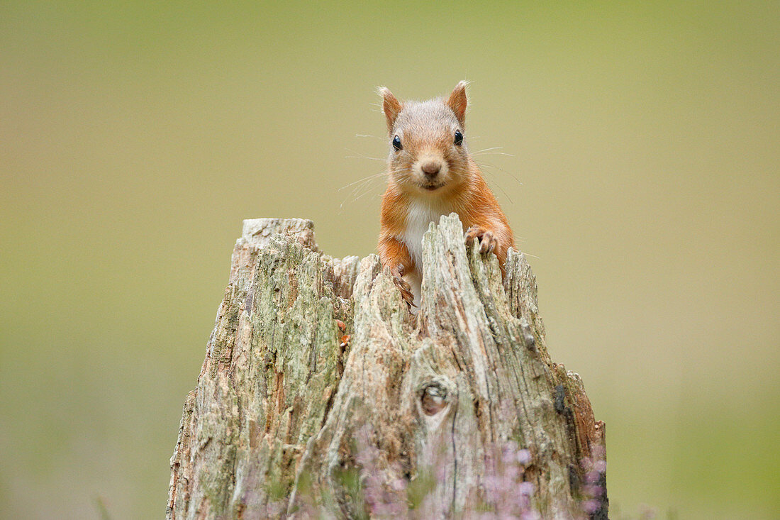 Eurasian Red Squirrel (Sciurus vulgaris), Scotland, United Kingdom, Europe