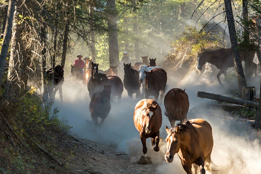 Cowboys und Pferde wandern durch Wälder, Britisch-Kolumbien, Kanada