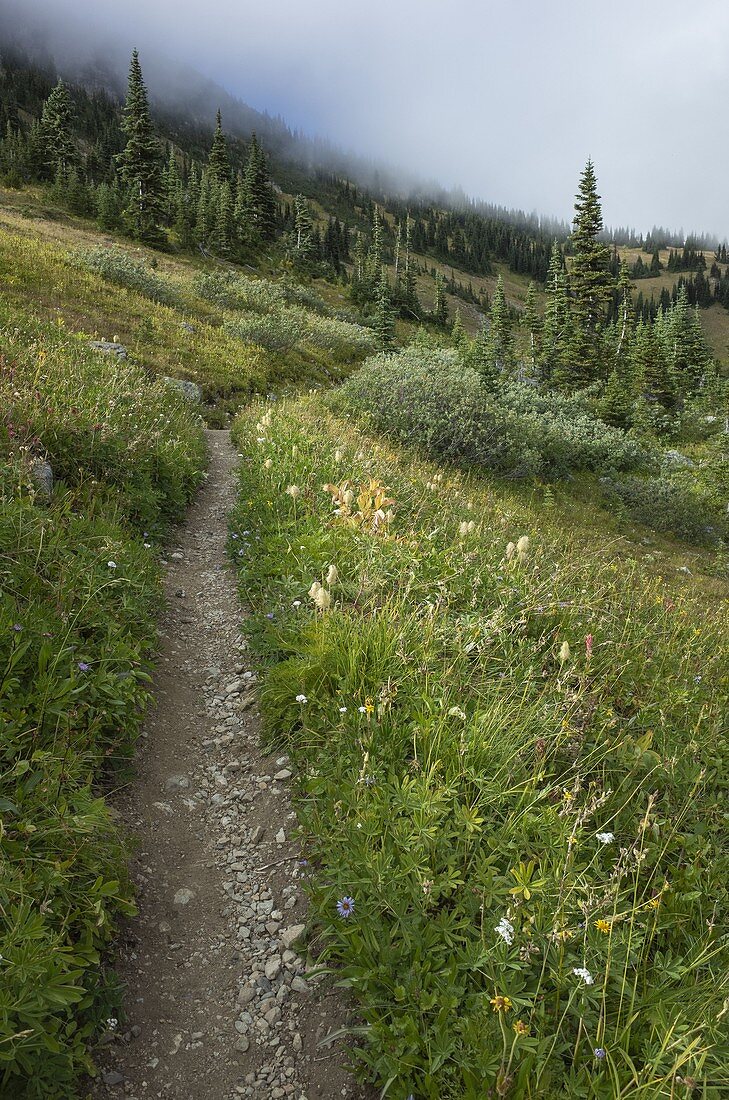 View of the Pacific Crest Trail through remote alpine meadow, autumn