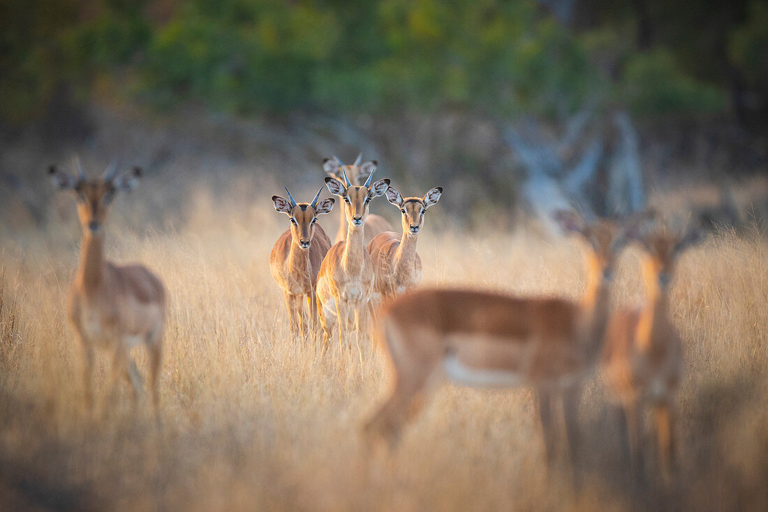 A herd of impalas, Aepyceros melampus, stand in dry yellow grass, direct gaze