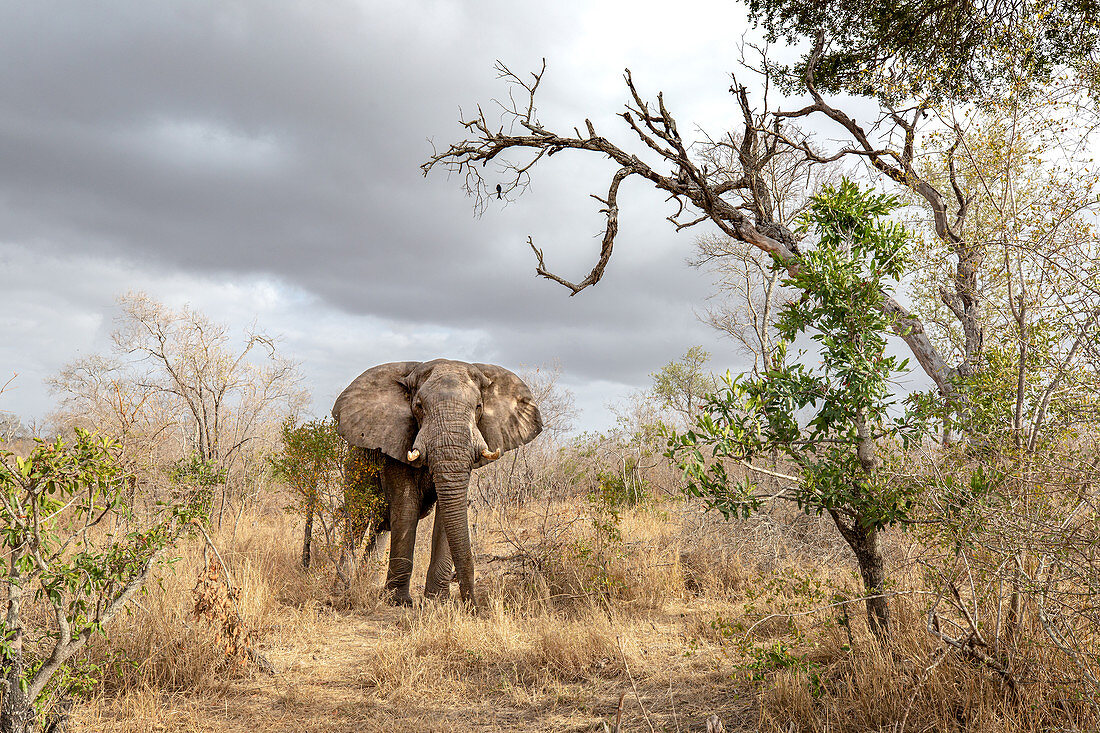Ein Elefant, Loxodonta africana, steht im trockenen Gras, direkter Blick, dunkelblauer Wolkenhimmel im Hintergrund