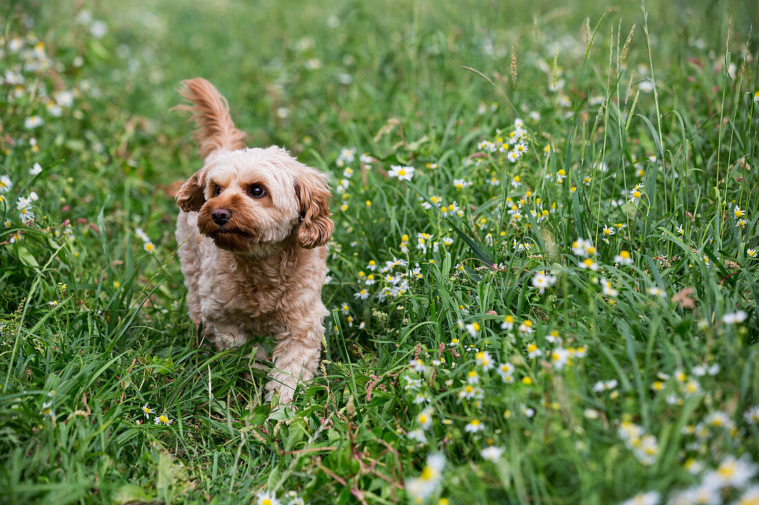 Portrait of a fawn coated young Cavapoo walking in a meadow.