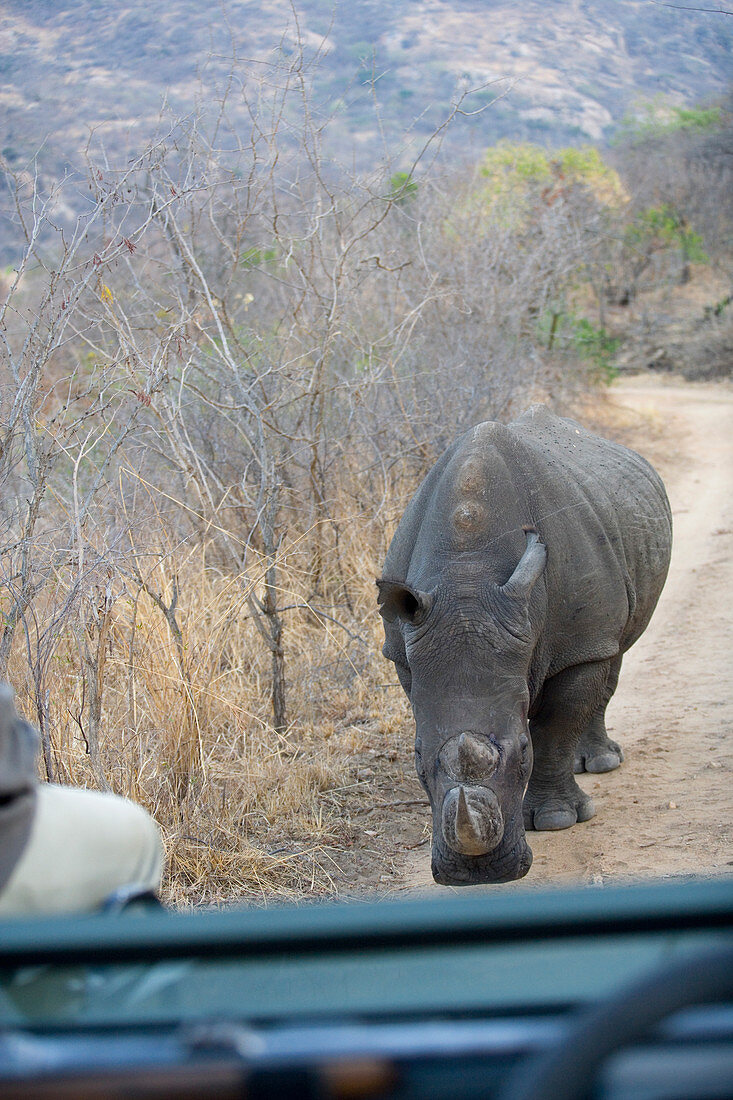 Rhinoceros confronting safari vehicle, Southern Africa.