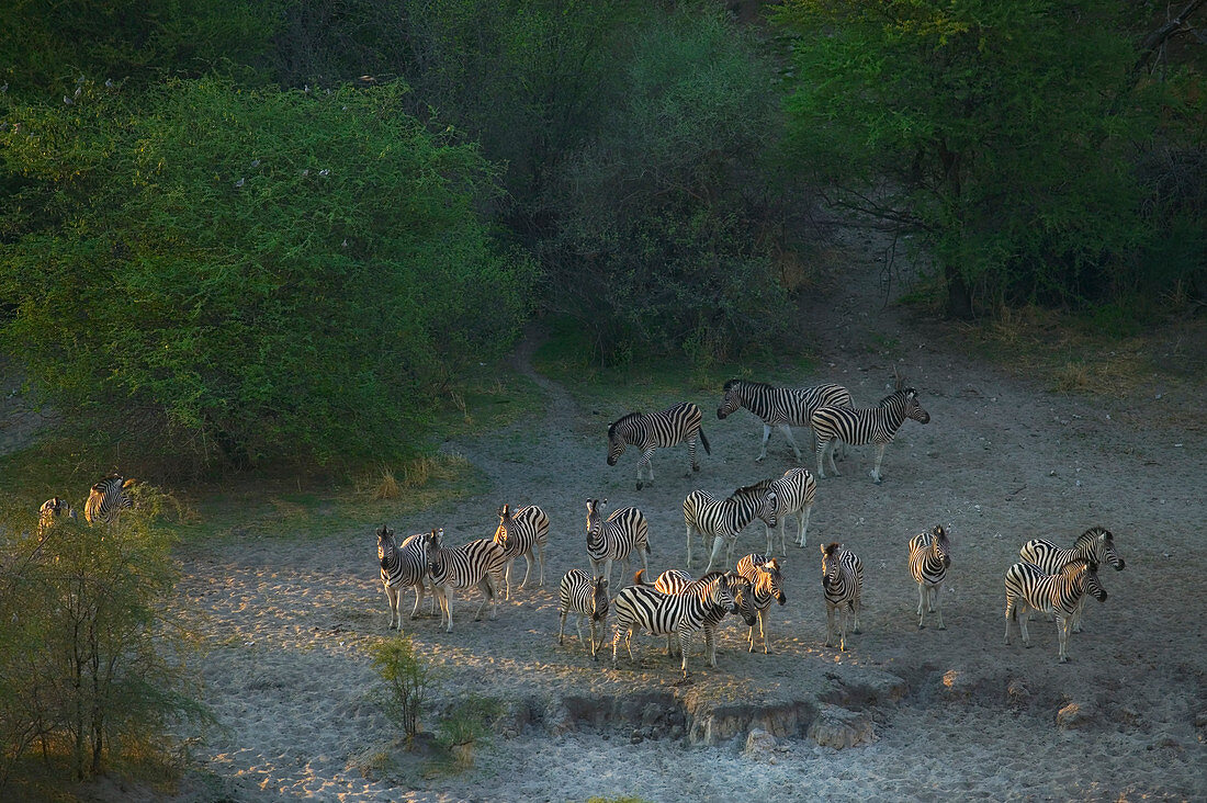 Herde von Burchell-Zebra, Moremi Wildreservat, Botswana