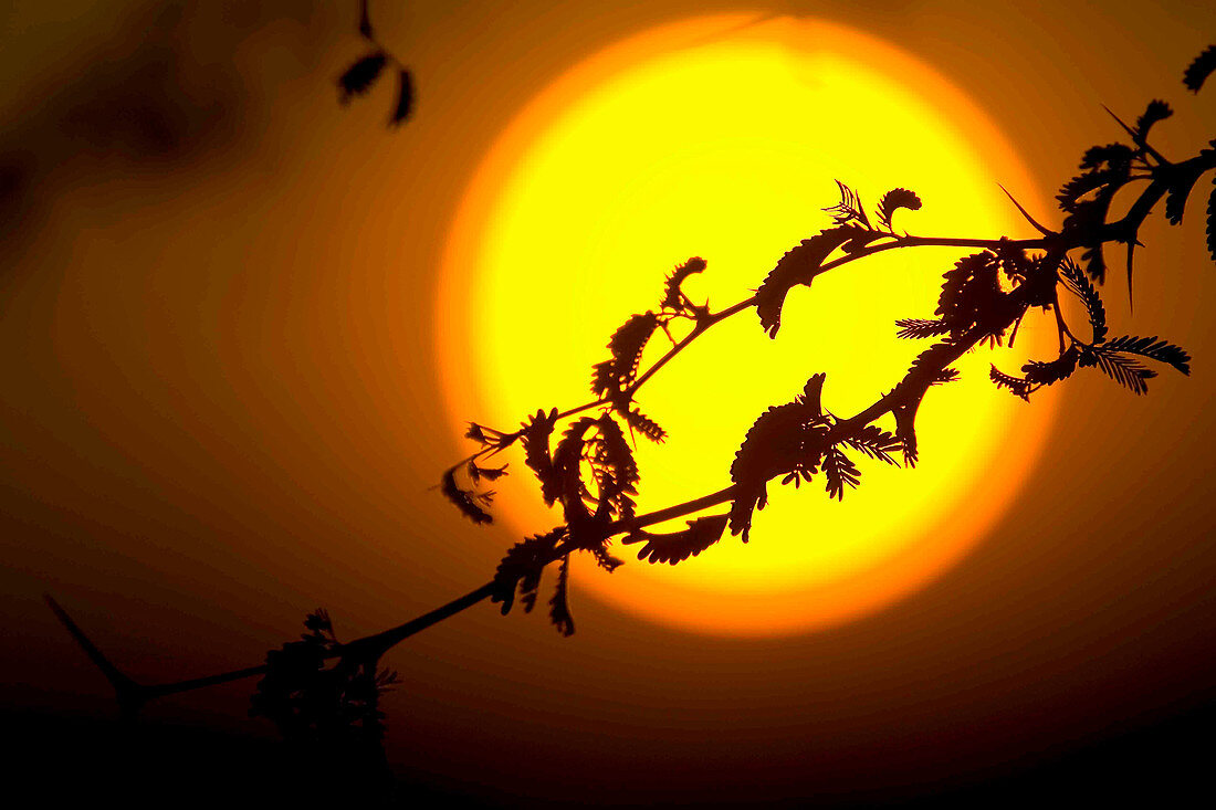 Silhouette of branch of tree in front of giant setting sun.