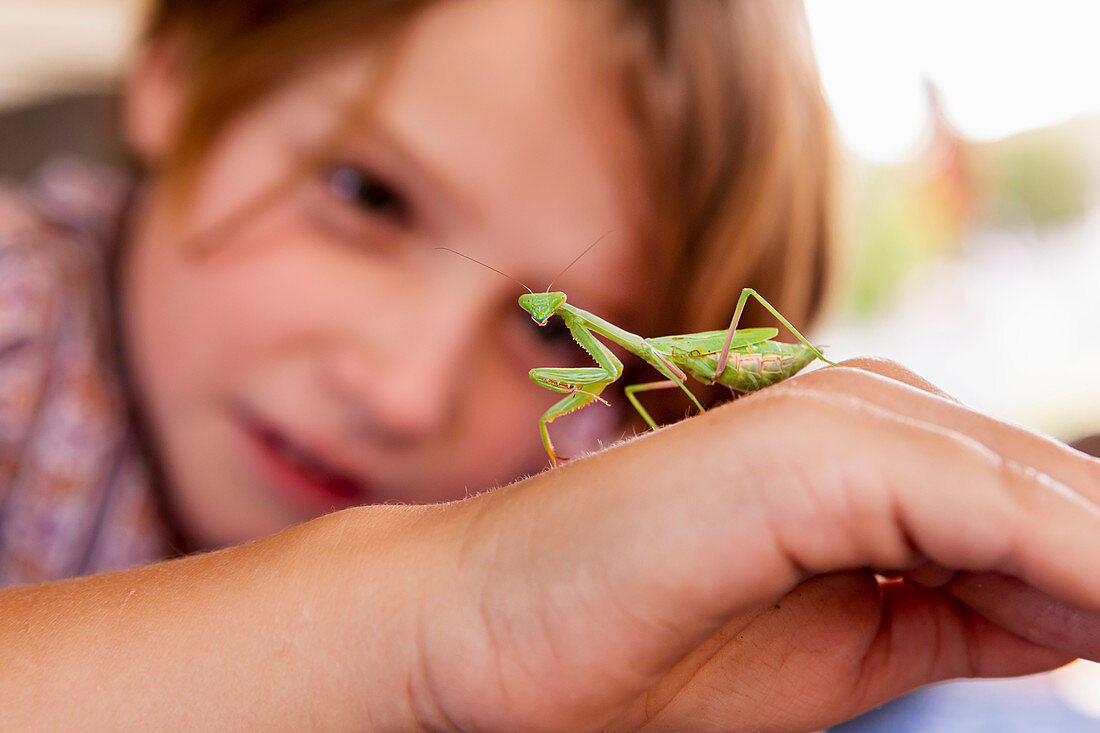 7 year old boy holding a praying mantis