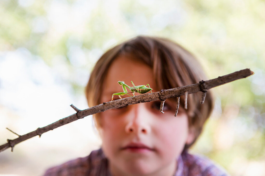 7 year old boy looking at a praying mantis