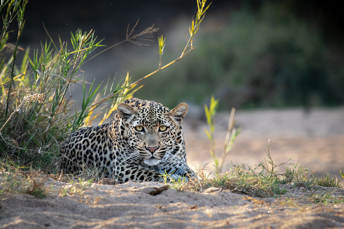 Ein weiblicher Leopard, Panthera pardus, liegt im Sand, direkter Blick, Ohren nach vorne