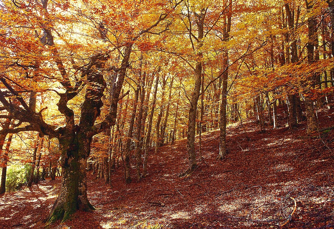 Herbst im Buchenwald. Hayedo de Montejo, Sierra del Rincón, Montejo de la Sierra, Provinz Madrid, Spanien.