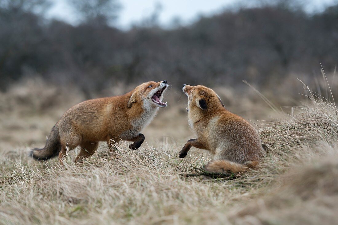 Rotfüchse (Vulpes vulpes), zwei Erwachsene, im Kampf, kämpfen, drohen mit weit geöffneten Kiefern, greifen sich gegenseitig an, wild lebende Tiere, Europa.