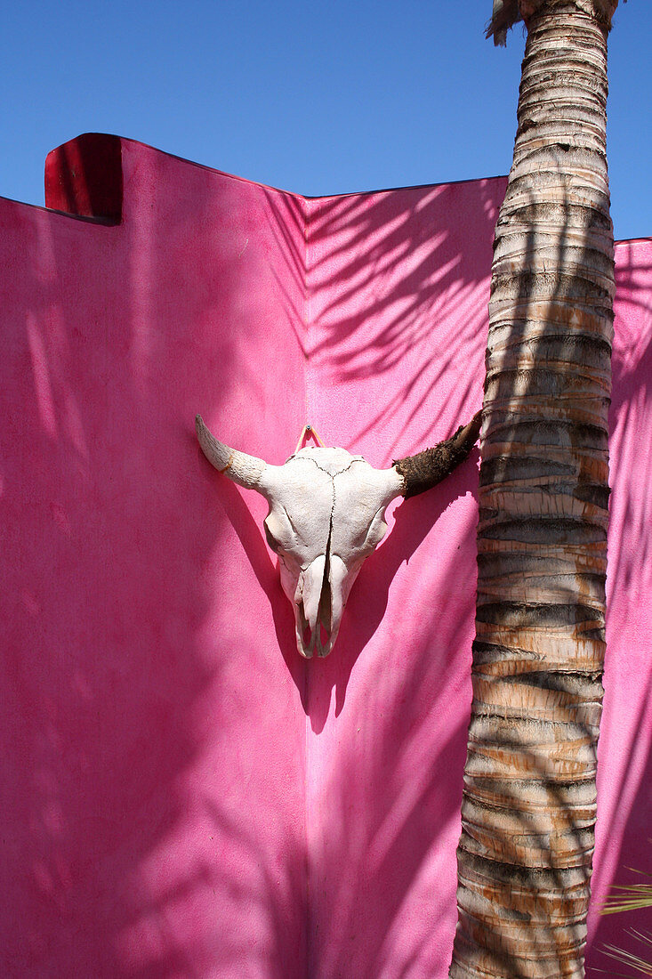 A white skull from a bull is mounted on a bright, pink wall. Shot in Mexico