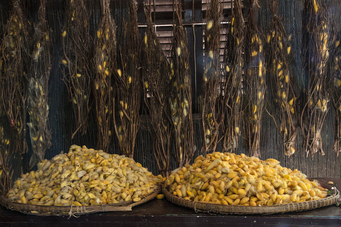 Silk cocoons in a silk factory, Oknha Tey Island, Mekong River, near Phnom Penh, Cambodia, Asia