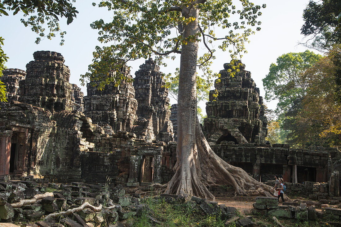 Besucher spazieren zwischen dem Ta Prohm Tempel der langsam von Bäumen verschlungen wird, Angkor Wat, nahe Siem Reap, Siem Reap Province, Kambodscha, Asien