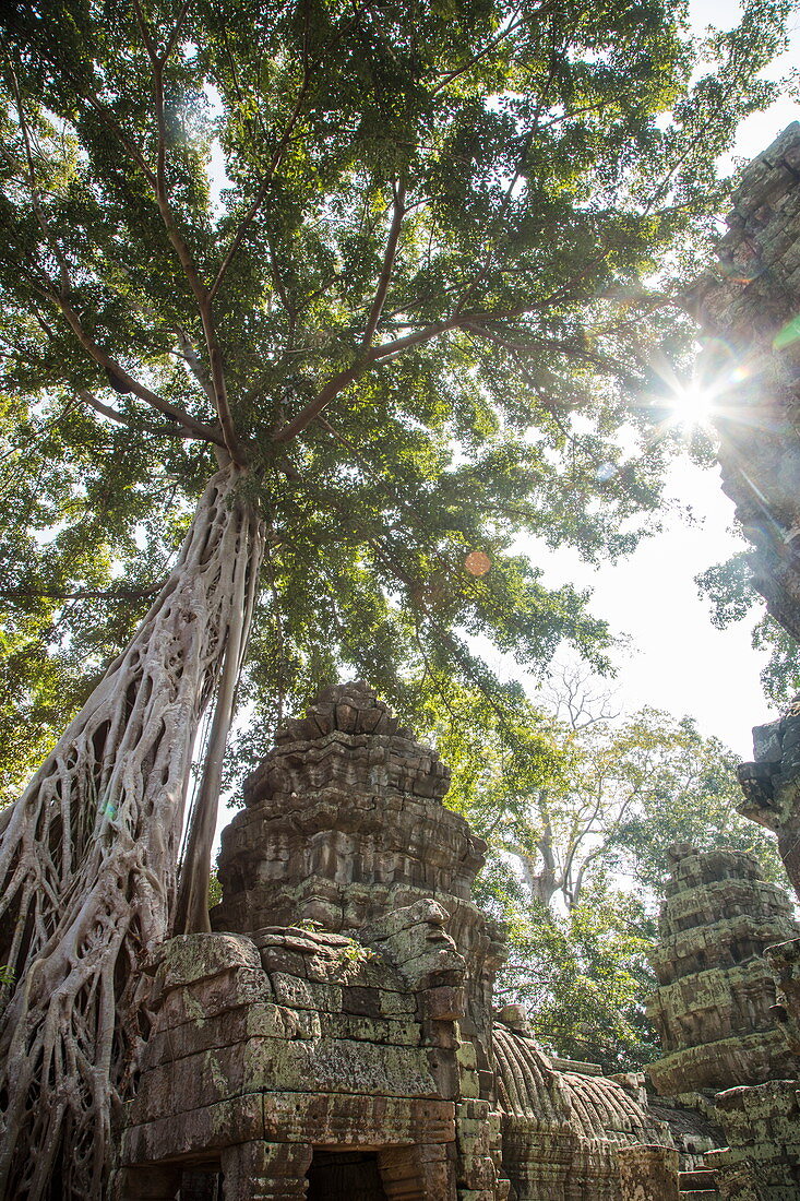 Der Ta Prohm Tempel wird langsam von Bäumen verschlungen, Angkor Wat, nahe Siem Reap, Siem Reap Province, Kambodscha, Asien