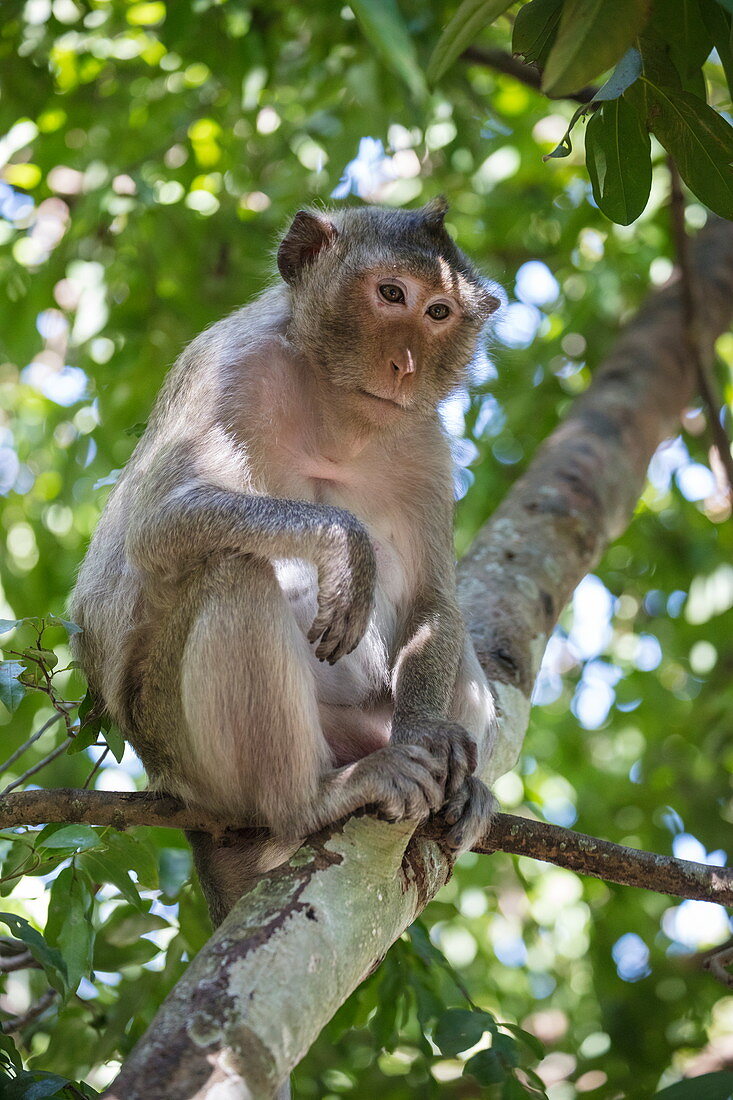 Langschwanz Makake (Macaca fascicularis) auf Baum neben Stufen zum Berg Phnom Oudong, Oudong (Udong), Kampong Speu, Kambodscha, Asien