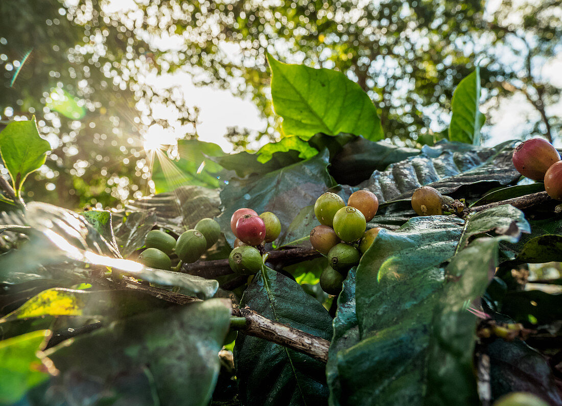 Coffea cherries at Coffee Plantation, Blue Mountains, Saint Andrew Parish, Jamaica, West Indies, Caribbean, Central America