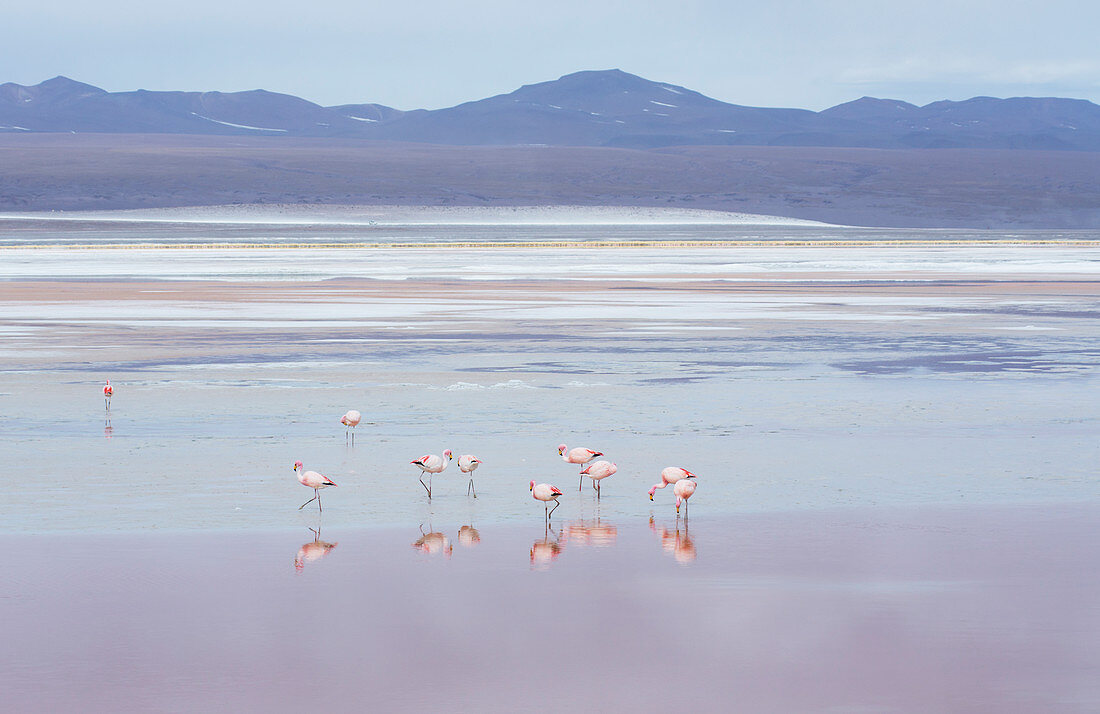 Laguna Colorada mit Flamingos und Bergkulisse, Potosi, Bolivien, Südamerika