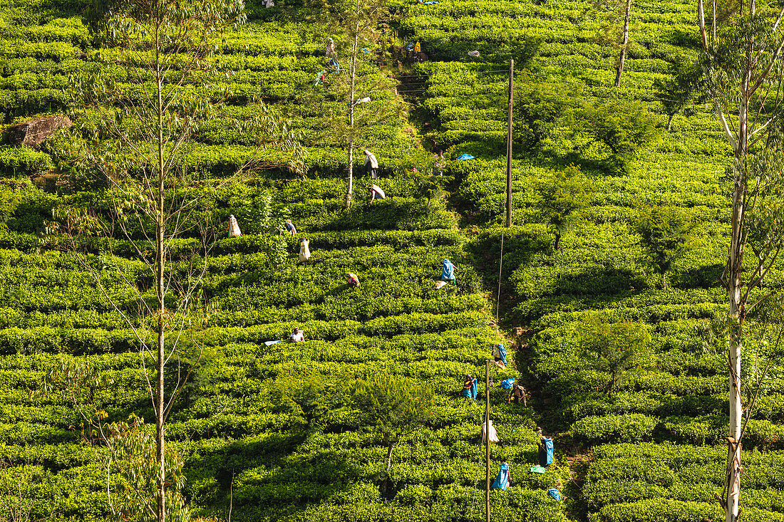 Tea Pluckers, Hatton, Central Province, Sri Lanka, Asia