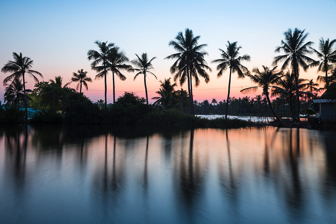 Palm trees reflecting in backwaters, Munroe Island, Kollam, Kerala, India, Asia