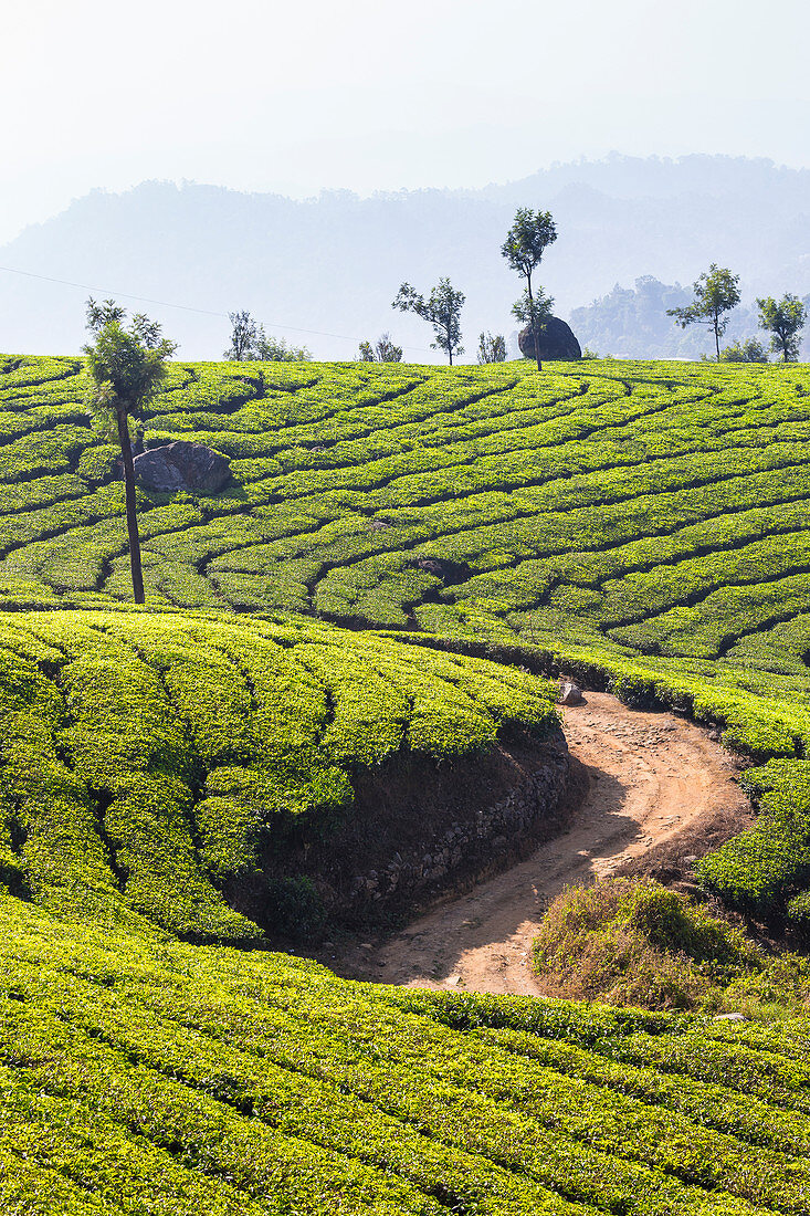 Blick über Teeplantagen, Munnar, Kerala, Indien, Asien