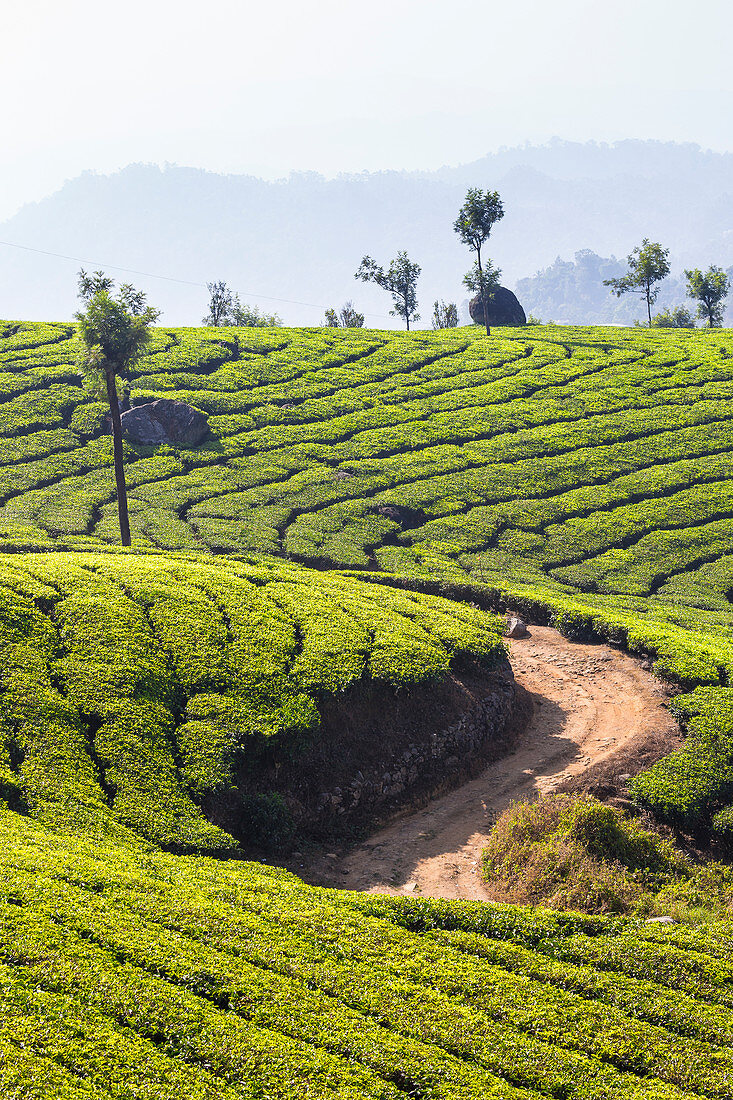 View over tea estates, Munnar, Kerala, India, Asia