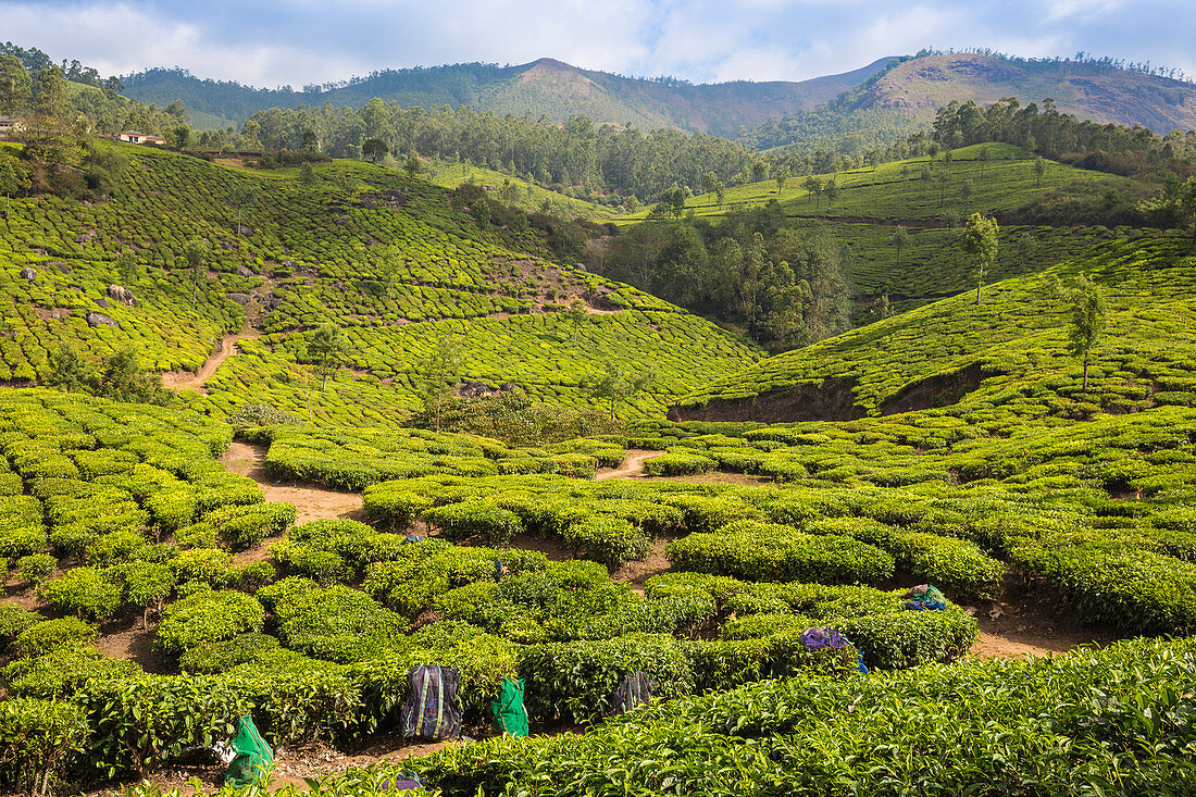 Teeplantage, Munnar, Kerala, Indien, Asien