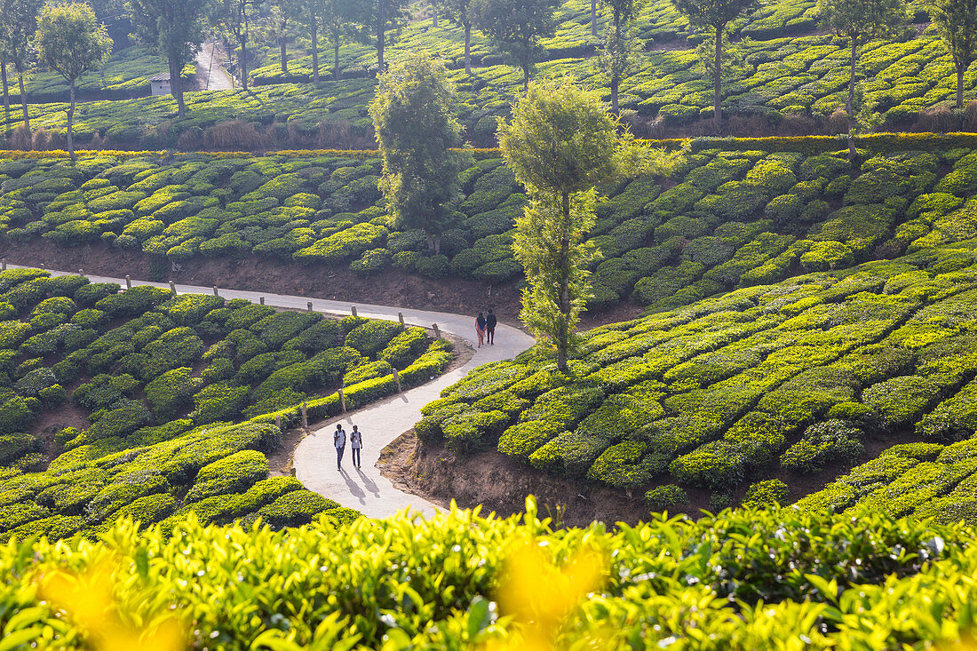 Menschen, die entlang der Straße in Teeplantage, Munnar, Kerala, Indien, Asien gehen