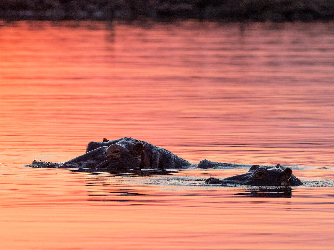 Erwachsener Nilpferd (Hippopotamus amphibius), Baden bei Sonnenuntergang im Kariba-See, Simbabwe, Afrika