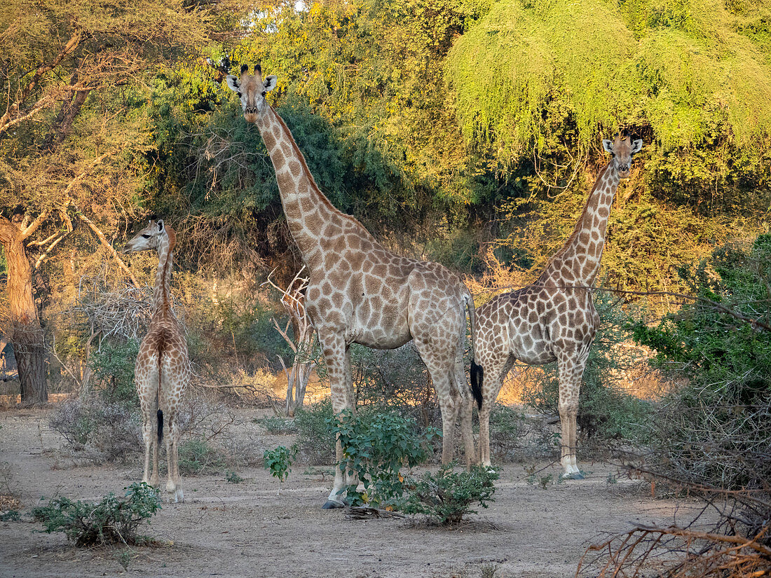 Cape giraffes (Giraffa camelopardalis giraffa), in the Save Valley Conservancy, Zimbabwe, Africa