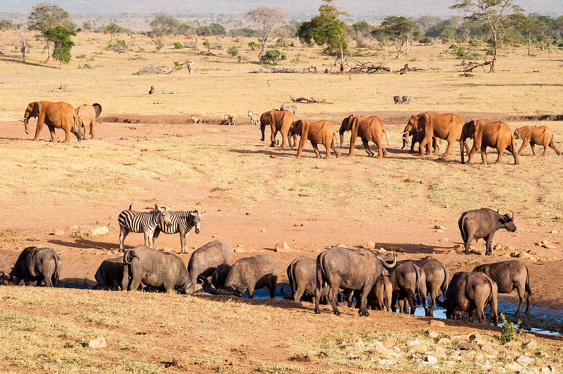 Trinken von afrikanischen Büffeln (Syncerus caffer), Elefanten (Loxodonta africana), Taita Hills Wildlife Sanctuary, Kenia, Ostafrika, Afrika