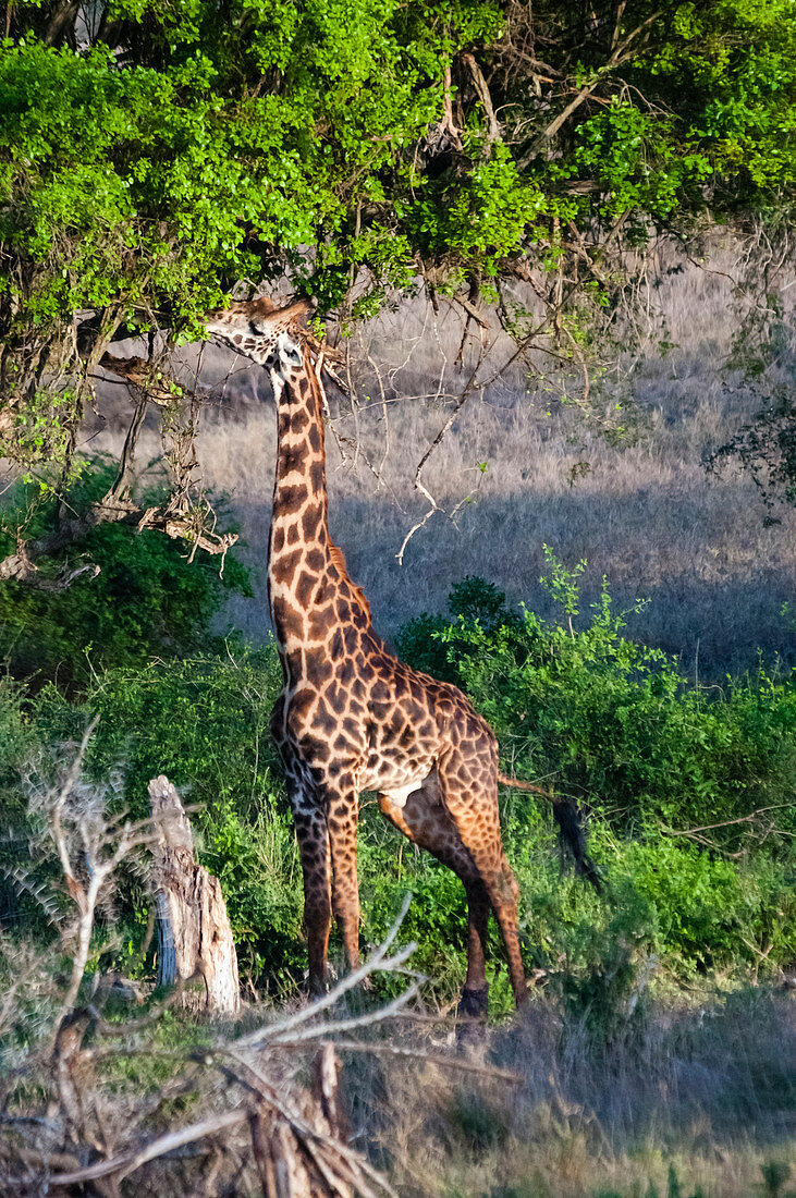Male Maasai giraffe (Giraffa camelopardalis tippelskirchii), Taita Hills Wildlife Sanctuary, Kenya, East Africa, Africa