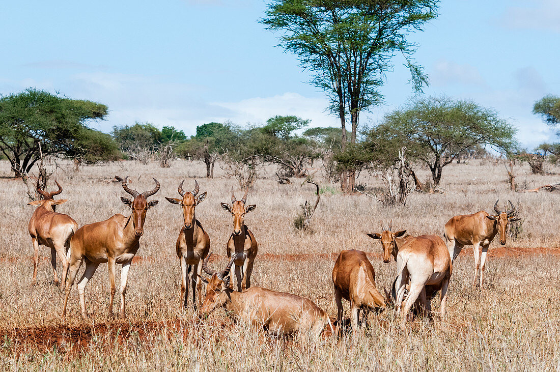Herde der Hartebeests (Alcelaphus buselaphus), Taita Hills Wildlife Sanctuary, Kenia, Ostafrika, Afrika