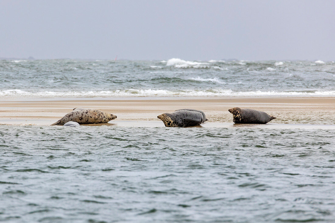 Harbor seal (Phoca vitulina), seal bank, seal, dog seal, North Sea, sand bank, Borkum, East Frisia, Lower Saxony, Germany