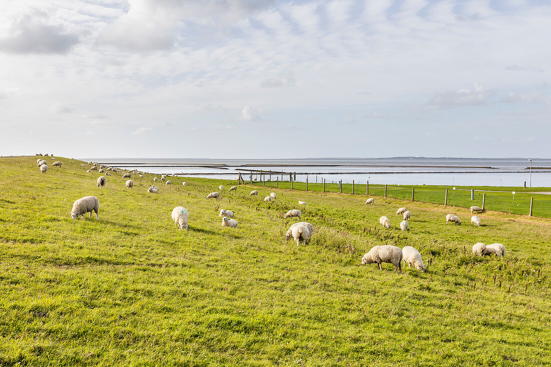 Schafe (Ovis) auf dem Deich, Nordsee, Bensersiel, Ostfriesland, Niedersachsen, Deutschland