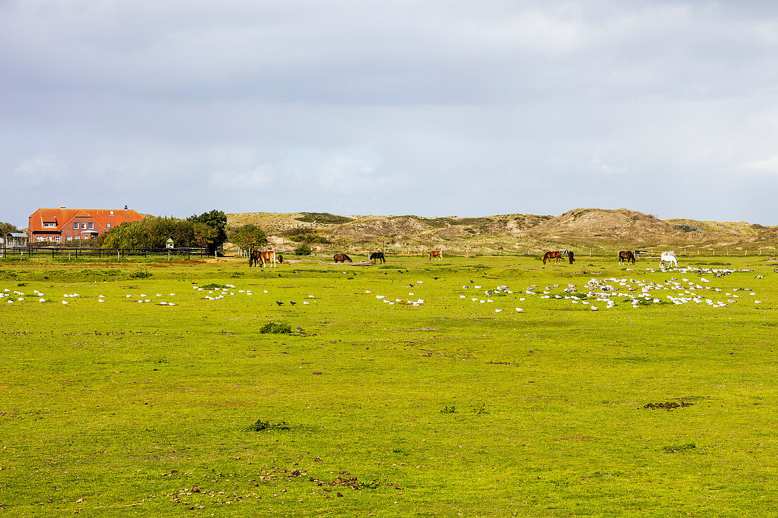 Inner island landscape on Norderney, horses grazing, seagulls, grass, paddock, Norderney, East Frisia, Lower Saxony, Germany