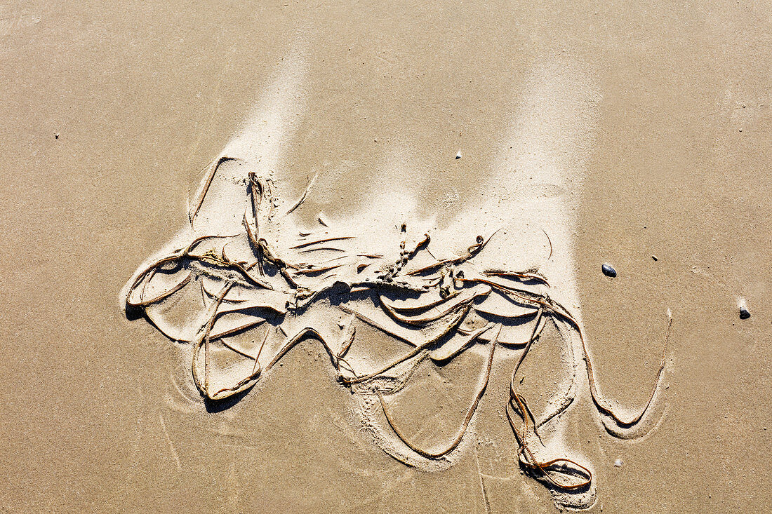 Seegras verweht im Sand am Strand, Langeoog, Ostfriesland, Niedersachsen, Deutschland