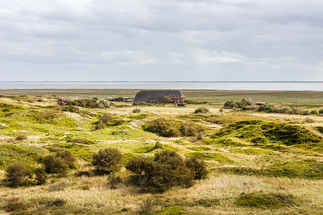 Inner island landscape of Langeoog, dunes, dune grass, house, Wadden Sea, North Sea, Langeoog, East Frisia, Lower Saxony, Germany