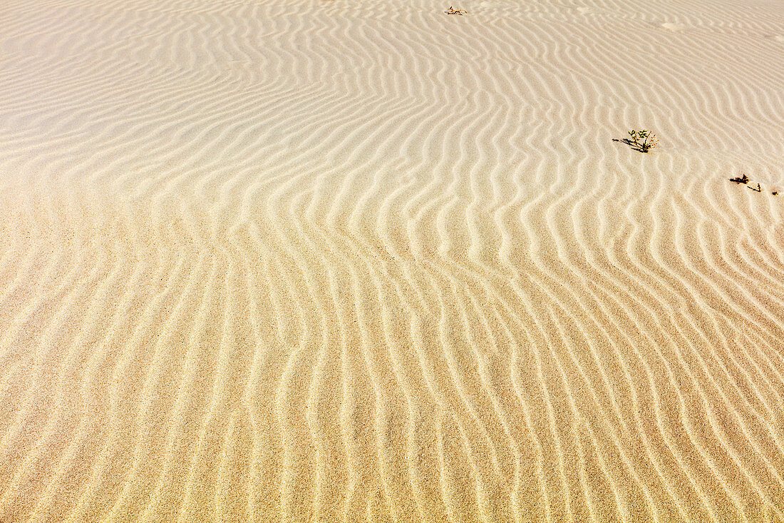 Sandriffel am Strand, Sand, Spiekeroog, Ostfriesland, Niedersachsen, Deutschland