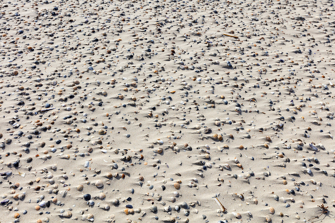 Blown shells in the sand, beach, wind, Spiekeroog, East Frisia, Lower Saxony, Germany