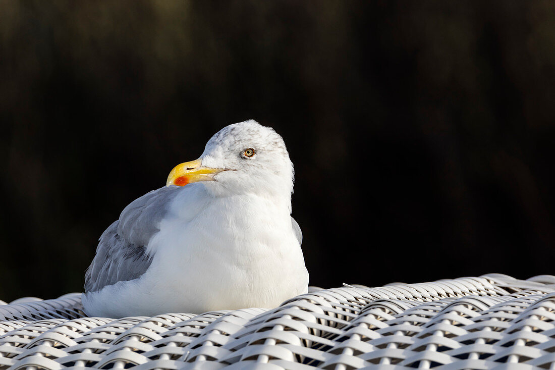 Herring gull (Laridae argentatus) on a beach chair, Spiekeroog, East Frisia, Lower Saxony, Germany