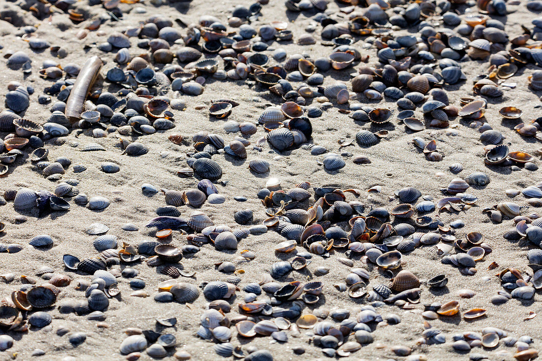 Herzmuscheln (Cerastoderma edule), Strand, Sand, Spiekeroog, Ostfriesland, Niedersachsen, Deutschland