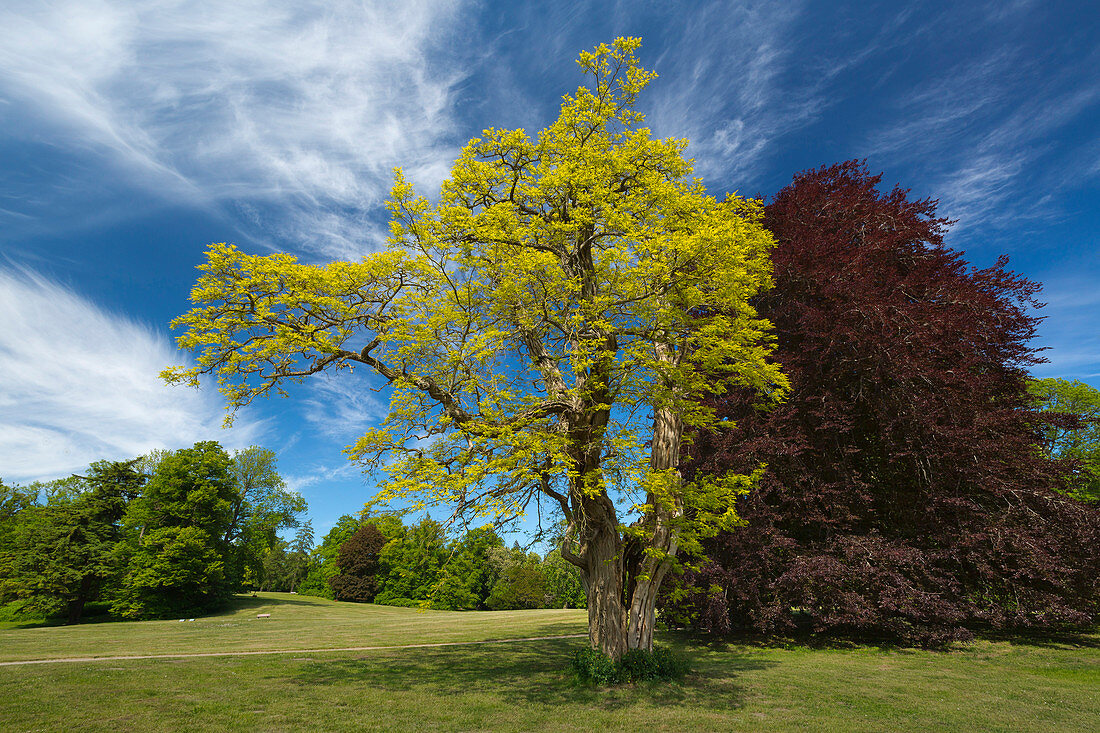 Robinia in the castle park, Putbus, Ruegen, Baltic Sea, Mecklenburg-Western Pomerania, Germany