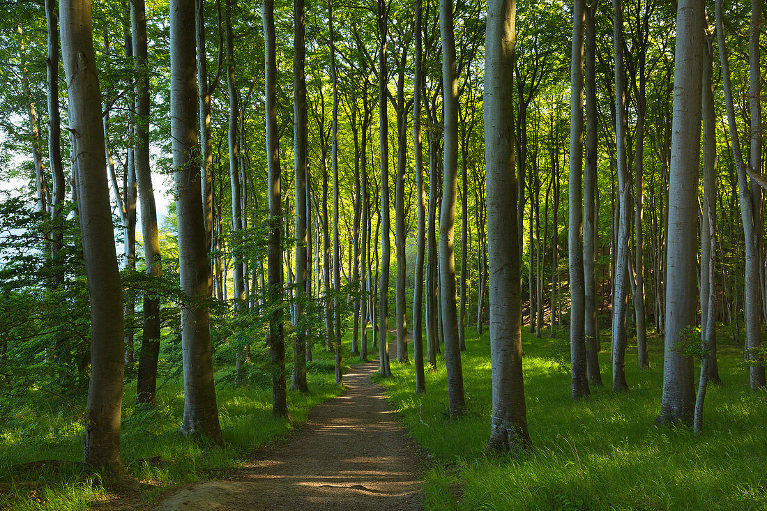Beech forest on the Hochuferweg, Jasmund National Park, Ruegen, Baltic Sea, Mecklenburg-Western Pomerania, Germany