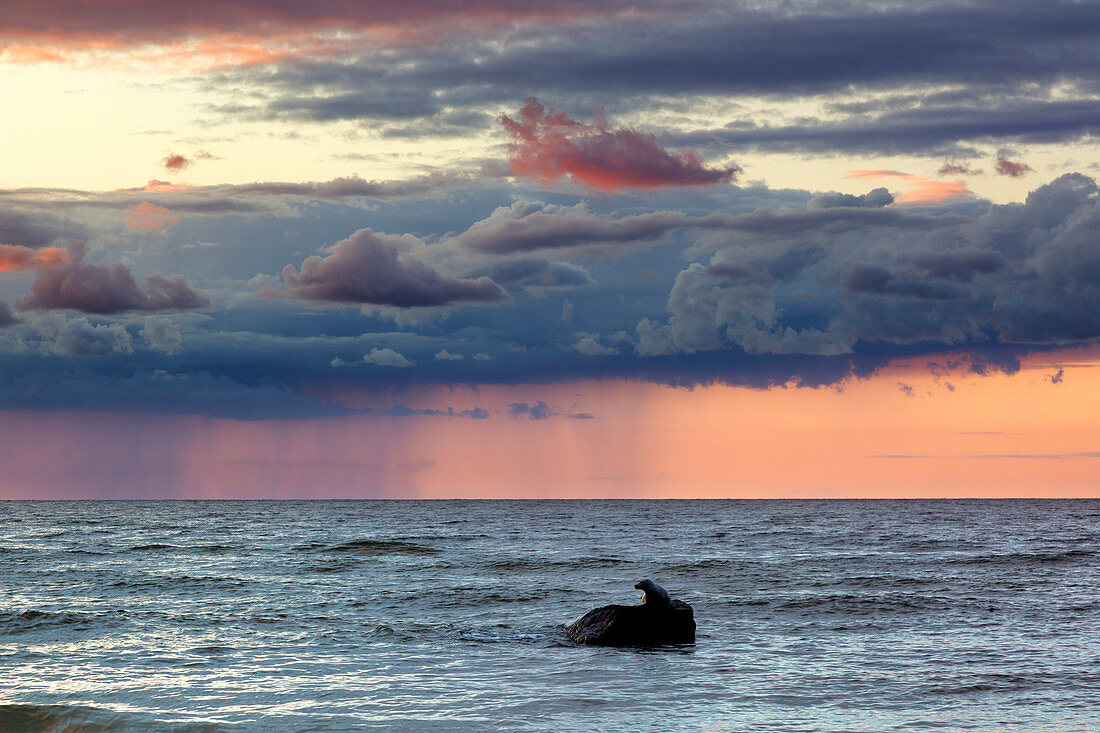 Seal on a boulder on the beach near Bansin, Usedom, Baltic Sea, Mecklenburg-Western Pomerania, Germany