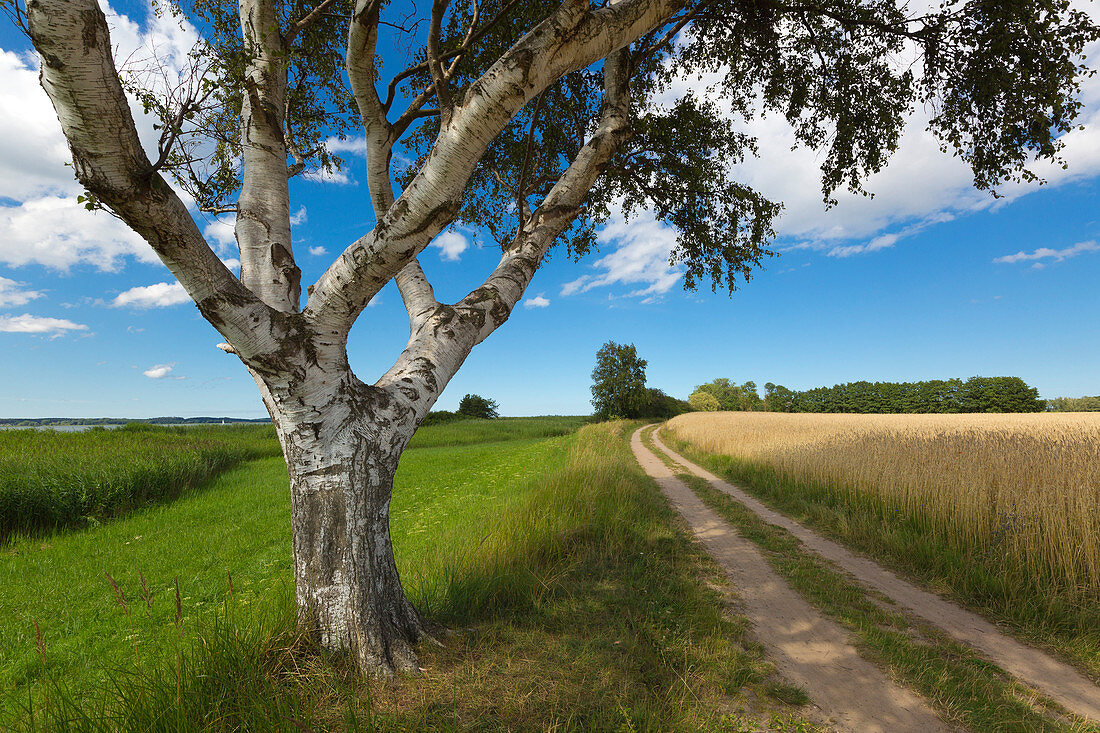 Birke am Feldweg, Warthe, Lieper Winkel, Usedom, Ostsee, Mecklenburg-Vorpommern, Deutschland