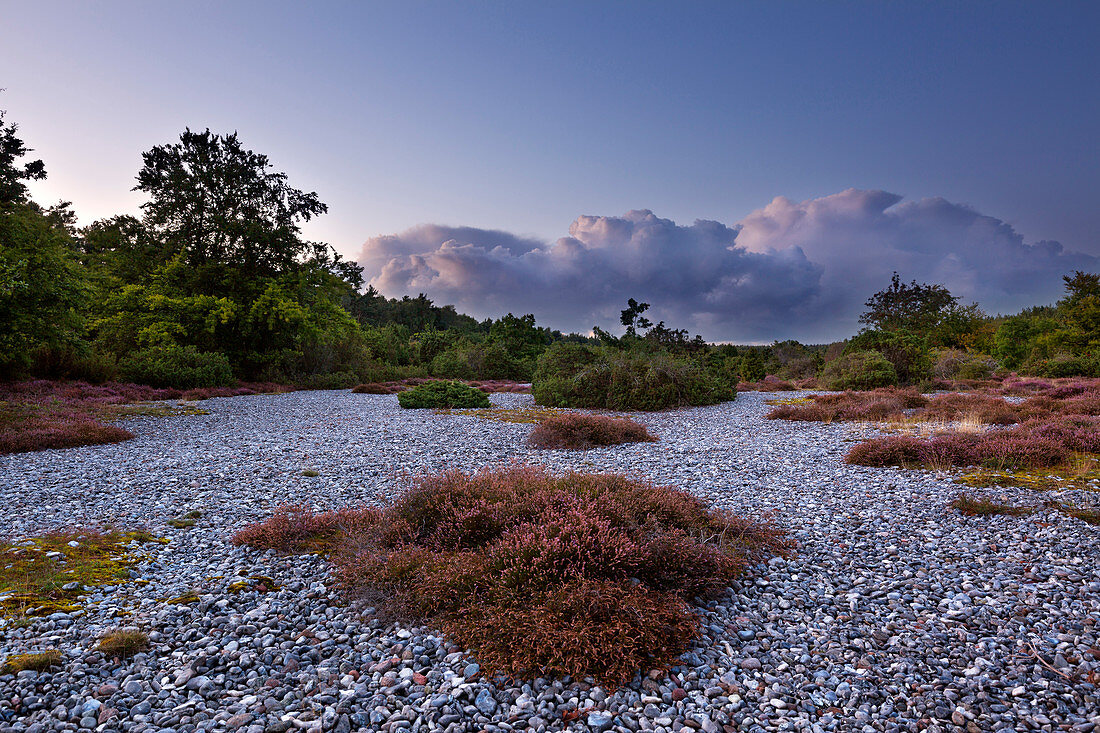 Flint fields in the Schmalen Heide, Ruegen, Baltic Sea, Mecklenburg-Western Pomerania, Germany