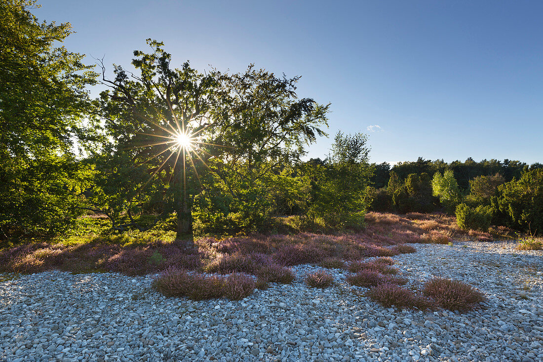 Feuersteinfelder in der Schmalen Heide, Rügen, Ostsee, Mecklenburg-Vorpommern, Deutschland