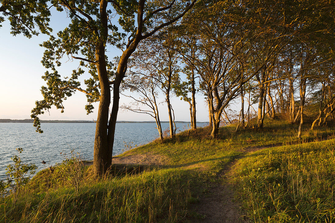 Zickersches Höft in the Mönchgut nature reserve, Ruegen, Baltic Sea, Mecklenburg-Western Pomerania, Germany